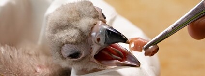 Mládě supa hnědého Foto: Zoo Liberec