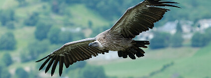Sup bělohlavý Foto: Luc Viatour Wikimedia Commons