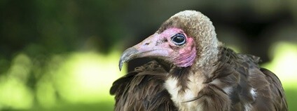 sup kapucín Foto: Miguel Ángel Argos Vega Flickr.com