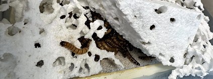 Vědci na Agronomické fakultě zkoumají, jak larvy potemníka rozkládají plasty Foto: Mendelova univerzita v Brně