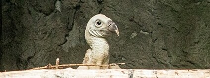 Pár supů bělohlavých odchovává v ostravské zoo své první mládě Foto: M. Vlčková Zoo Ostrava