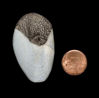 ČIŽP identifikovala v zavazadle Čecha cestujícího z Brazílie šest šupin chráněné arapaimy velké, jedné z největších sladkovodních ryb na světě. Potřebná povolení muž neměl, dostal pokutu 1000 korun.