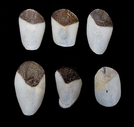 ČIŽP identifikovala v zavazadle Čecha cestujícího z Brazílie šest šupin chráněné ryby arapaimy velké.