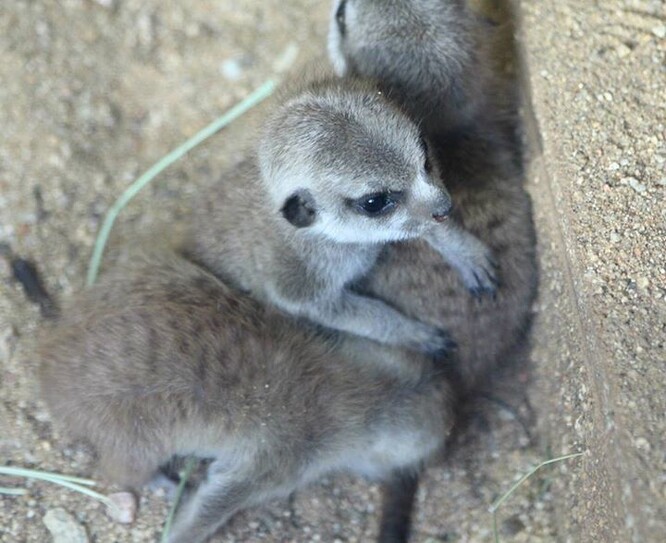 Brněnská zoologická zahrada byla uzavřená od 16. března, návštěvníci se do ní vrátili 27. dubna. / Ilustrační foto