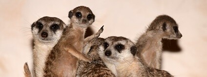 Surikaty v olomoucké zoo Foto: Zoo Olomouc