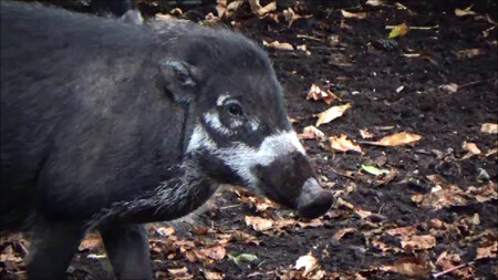 Prase visajánské žilo na ostrovech ve středních Filipínách, z části už zmizelo. Pokud bude trend pokračovat, bude zřejmě během 30 let tento druh prasete evidovaný jako vyhubený. / Ilustrační foto