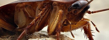 foto: šváb / Brent Bristol / Flickr