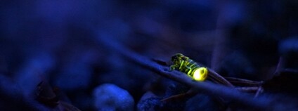 Světluška větší Foto: Tero Karppinen Flickr