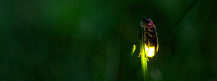 Světluška Foto: Ciot's Run Flickr