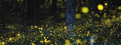 Světlušky v Japonsku Foto: Rodd Lucier Flickr.com