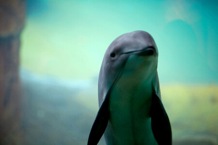 Hned jedna pětina všech sledovaných samic nesla na svém těle stopy po neúspěšně zakončené březosti.