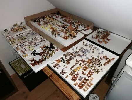 Brněnská policie zajistila u profesionálního entomologa z Frýdeckomístecka přes 9100 kusů hmyzu, především motýlů za miliony korun, muž je podezřelý z obchodování s chráněným hmyzem.