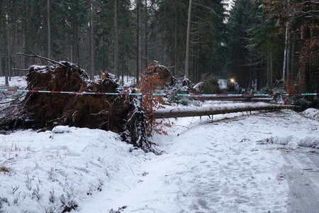 Lesní porosty jsou kvůli vichřici narušené a nelze vyloučit, že na cesty budou padat stromy.