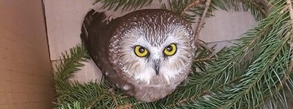 Sýc americký nalezený ve vánočním stromu Foto: Ravensbeard Wildlife Center