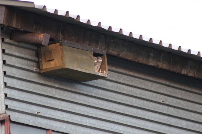 Dvě již starší mláďata sýčků vyhlížejí z budky – právě v nich hnízdí většina párů. V severozápadních Čechách to letos bylo 24 párů ze 32.