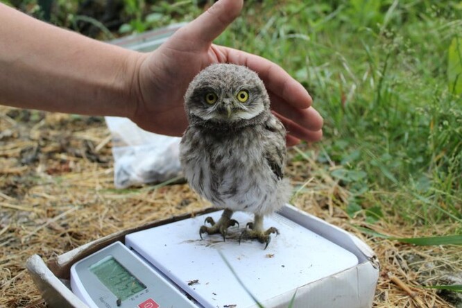 Jedno ze 74 mláďat sýčků, které letos ornitologové zaznamenali v severozápadních Čechách.