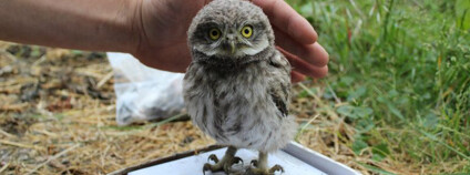 Foto: Zuzana Holubová / ČSO