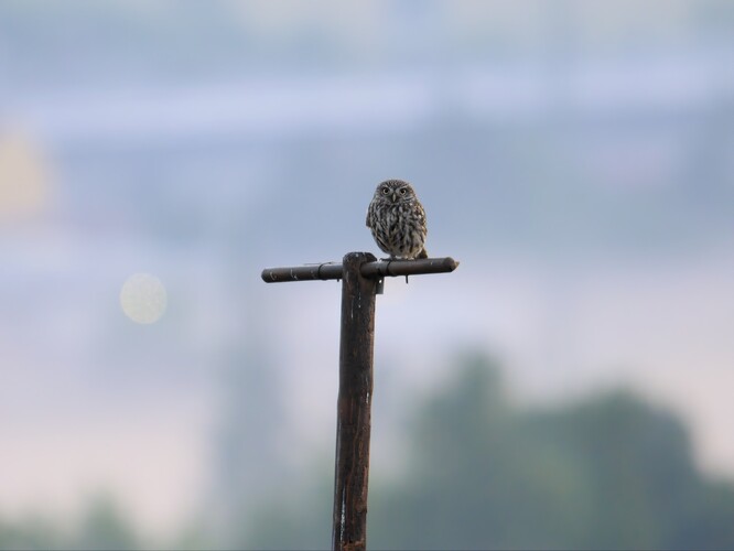 Sýček na berličce čekající na kořist.