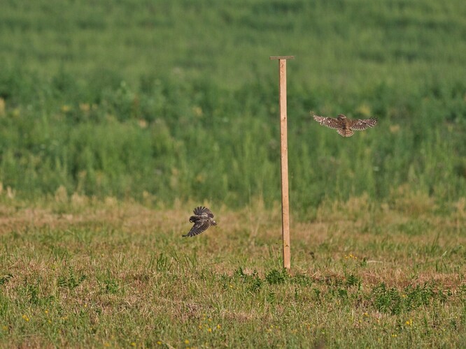 Na vhodná loviště umisťují ochránci sýčků berličky, ze kterých sýčci vyhlížejí kořist.