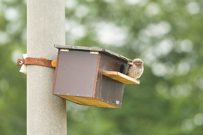 Mládě u speciální sýččí budky. Ochránci je vyvěšují na vhodná místa v sýččích teritoriích, aby podpořili sýčky v hnízdění. V severozápadních Čechách letos proběhlo 23 hnízdění z 26 právě v budkách.
