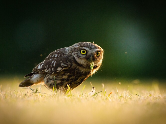 Dospělý sýček při lovu. Tyto malé sovy se živí většími bezobratlými živočichy a drobnými obratlovci. Pro lov vyhledávají krátkostébelné porosty, např. kosené louky či pastviny.