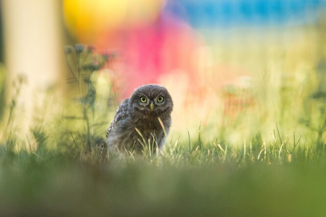 Mládě sýčka obecného. Dnes u nás žije asi poslední stovka párů dospělých sýčků obecných. Ještě na začátku 20. století to byly odhadem desítky tisíc párů.