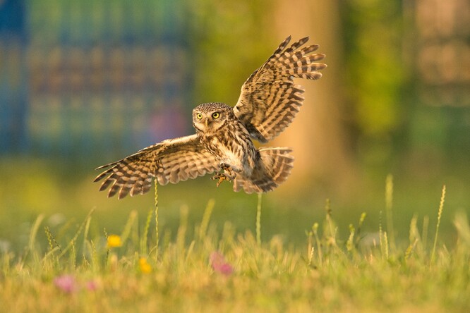 Teritoriální houkání každého sýčka má podle odborníků charakteristickou melodii, díky které dokáže rozeznat své sousedy a známé od potulných samců - možných soků.