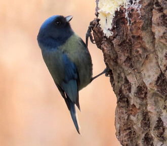 Neobvykle zbarvená sýkora modřinka.