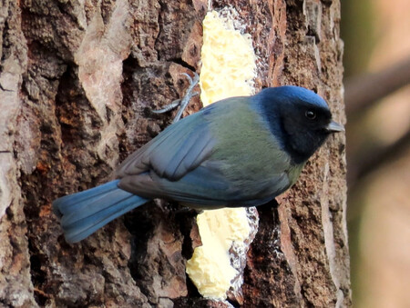 Na raritně zbarvenou sýkoru narazil jeden z ochránců přírody v Přerově v oblasti místní Laguny.
