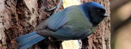 foto: Moravský ornitologický spolek - Pobočka ČSO