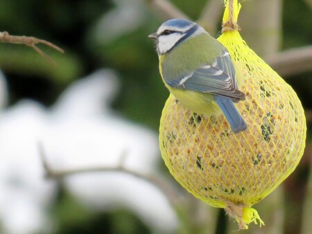 Přirozeně zbarvená sýkora modřinka.