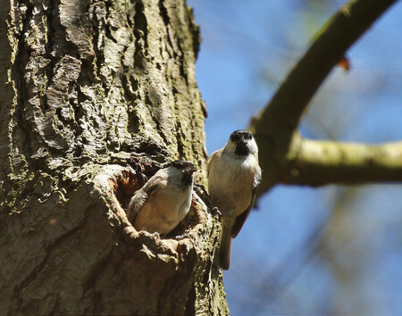 A ukázalo se, že stromy slouží jako mnohem efektivnější tepelná izolace než tenké stěny ptačích budek.