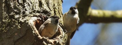 Foto: Tony Sutton / Flickr