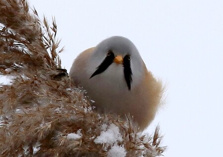 Sýkořice je podobná sýkorám a její samci mají pod zobákem výrazný černý knír, podle kterého získala své zvláštní jméno