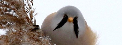 Sýkořice vousatá Foto: Čestmír Číhalík / Moravský ornitologický spolek - středomoravská pobočka ČSO