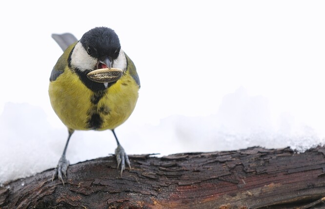 Ideálním krmivem do krmítka jsou semena slunečnice, která mají vysoký podíl zdravých tuků a bílkovin.