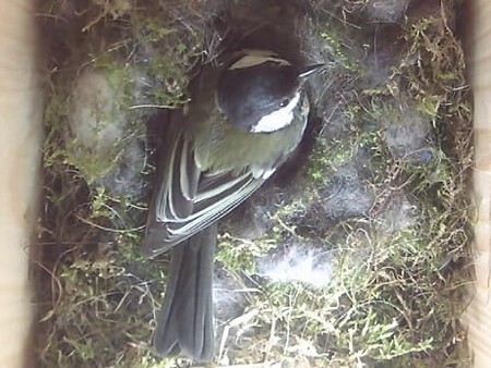 Sýkorka koňadra v chytré budce na ministerstvu životního prostředí.