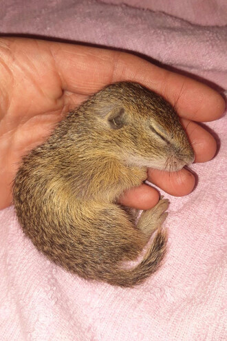 Nalezené mládě sysla bylo naprosto vysílené a dehydratované.