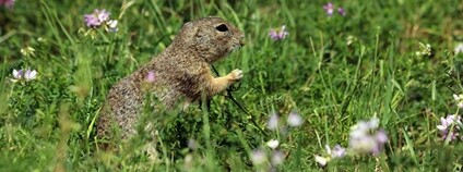 Sysel obecný Foto: Květa Černohlávková AOPK ČR