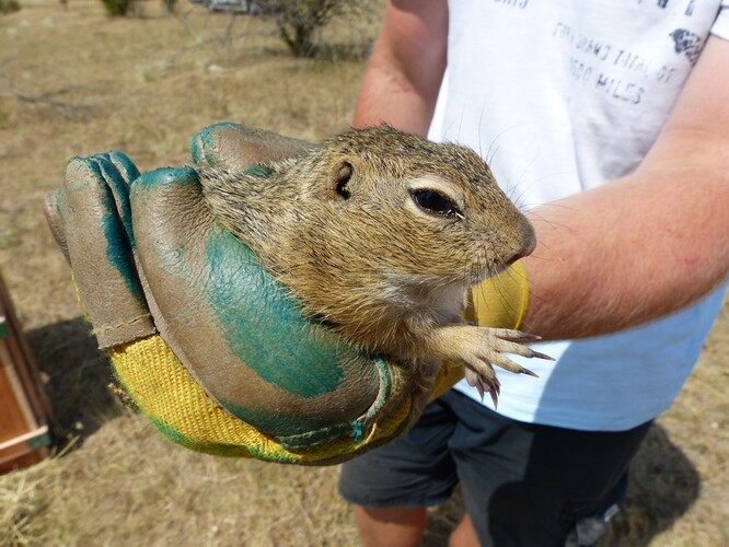 Syslové patří ke kriticky ohroženým druhům. Kdysi byly na území Čech a Moravy jejich kolonie početné. Za komunismu se ale zintenzivnilo zemědělství, mnohé syslí kolonie pak zanikly a sysel se dostal až na seznam ohrožených zvířat. Nyní jsou domovem tohoto živočišného druhu především letiště.