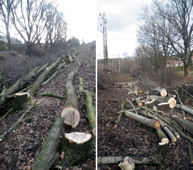 Nepovolené kácení dřevin na Českobudějovicku, za něž dostala Správa železniční dopravní cesty pokutu v roce 2019