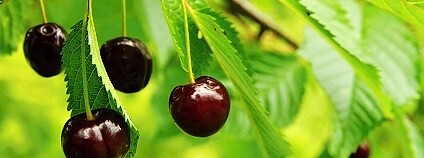 Foto: Martin Lípa / Oživení starých odrůd