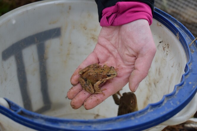 Bobrovolníků u Dušejova přenášejí migrující žáby přes silnici. / Ilustrační foto