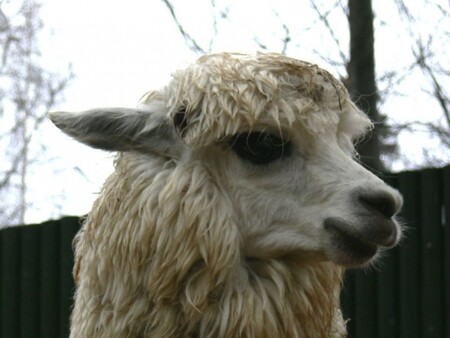 Hasiči včera v areálu liberecké zoo pokáceli borovici douglasku, která hrozila pádem po pondělní bouři Sabine. Strom ohrožoval výběh, v němž jsou lamy alpaky a poníci mini appaloosa. / Ilustrační foto