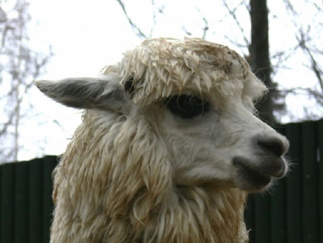 Studie zjistila, že by protilátky v lamí krvi mohly poskytovat ochranu proti koronaviru. / Ilustrační foto