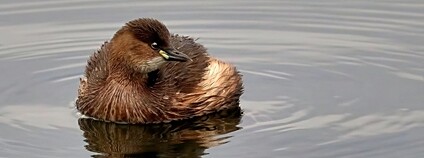 Potápka malá Foto: Robin Denton Flickr