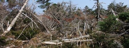 Národní park Hallasan (Jižní Korea), po ničivém tropickém cyklónu Foto: J. Altman Botanický ústav Akademie věd