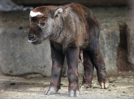 V zoo chovají skupinku osmi takinů včetně dvou mláďat. Takini se vyskytují v oblasti Himaláje v polohách do 4500 metrů nad mořem. V kohoutku dosahují výšky 170 až 220 centimetrů, váží 150 až 400 kilogramů.