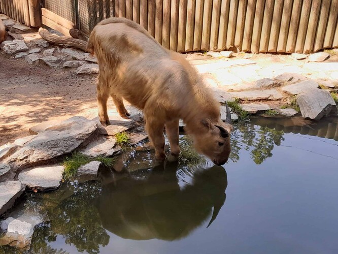 Napajedlo v expozici takina čínského.