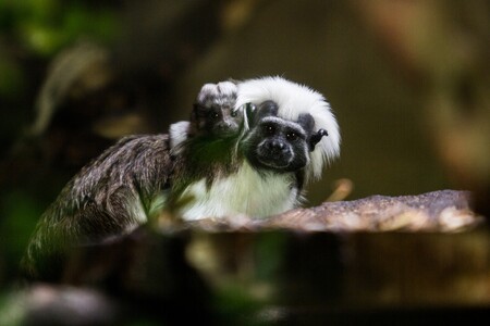 Ve volné přírodě se tamarín pinčí vyskytuje na velmi omezeném území v severozápadní Kolumbii a patří ke kriticky ohroženým druhům. Odhaduje se, že ve volné přírodě žije okolo 6000 jedinců, což je daleko méně, než je chováno v lidské péči.